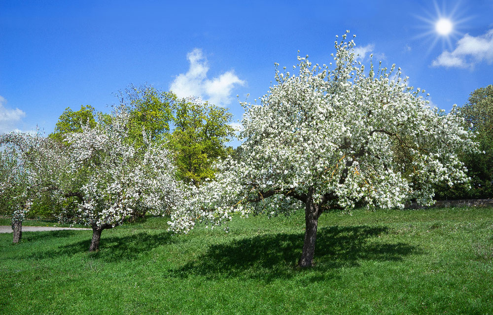 arbres -fruitiers